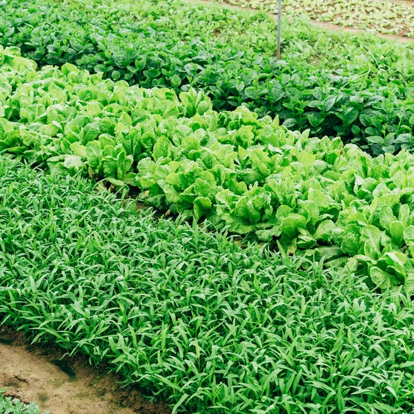 Sustainability at Holden Harvest